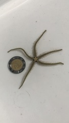 Ophiothrix oerstedii