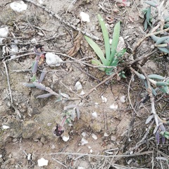 Trichodiadema gracile