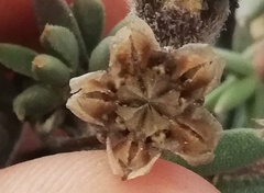 Trichodiadema gracile