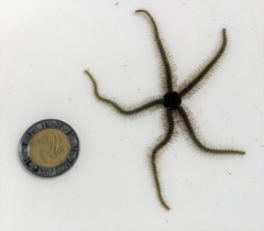 Ophiothrix oerstedii