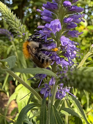 Common Carder Bumble Bee