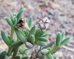 Trichodiadema gracile