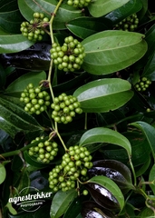 Smilax lanceifolia, photograph author not stated, no rights reserved