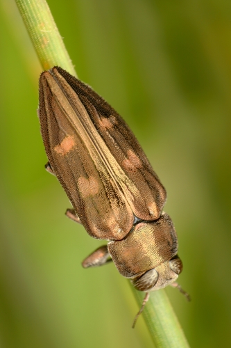 Chrysobothris solieri