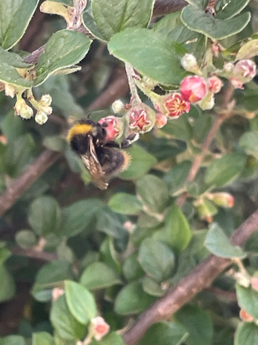 Early Bumble Bee