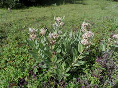 Asclepias notha