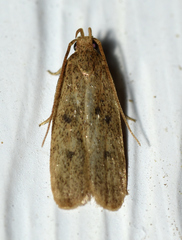Glyphidocera