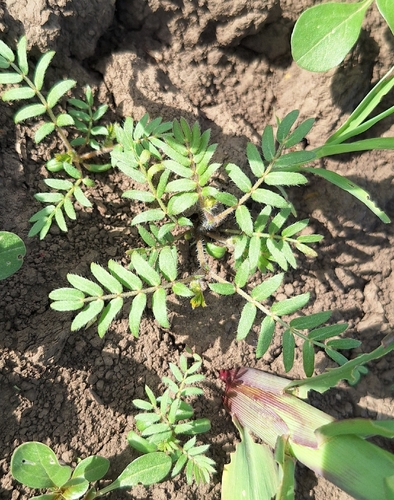 puncture vine
