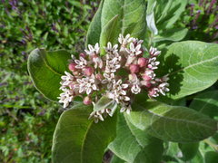 Asclepias notha