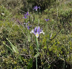 Iris xiphium, photograph (c) ahabo, some rights reserved (CC BY)
