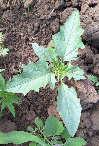 jimsonweed