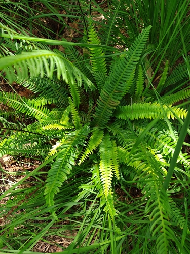 deer fern