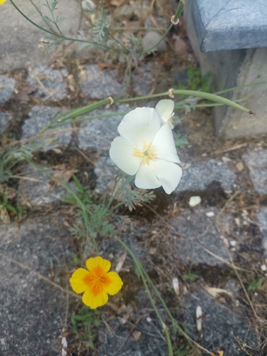California poppy