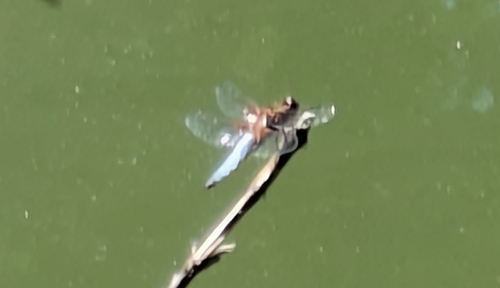 Broad-bodied Chaser