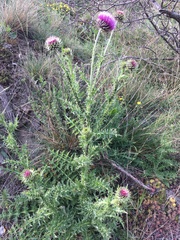 Carduus nutans platylepis