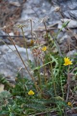 Hyoseris radiata