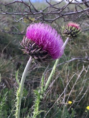 Carduus nutans platylepis