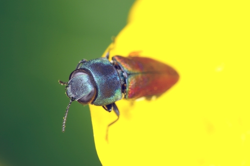Anthaxia fulgidipennis