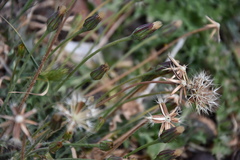 Hyoseris radiata