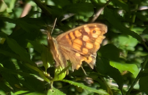 Speckled Wood