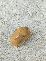 Eurygaster austriaca