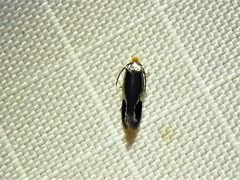 Stigmella resplendensella