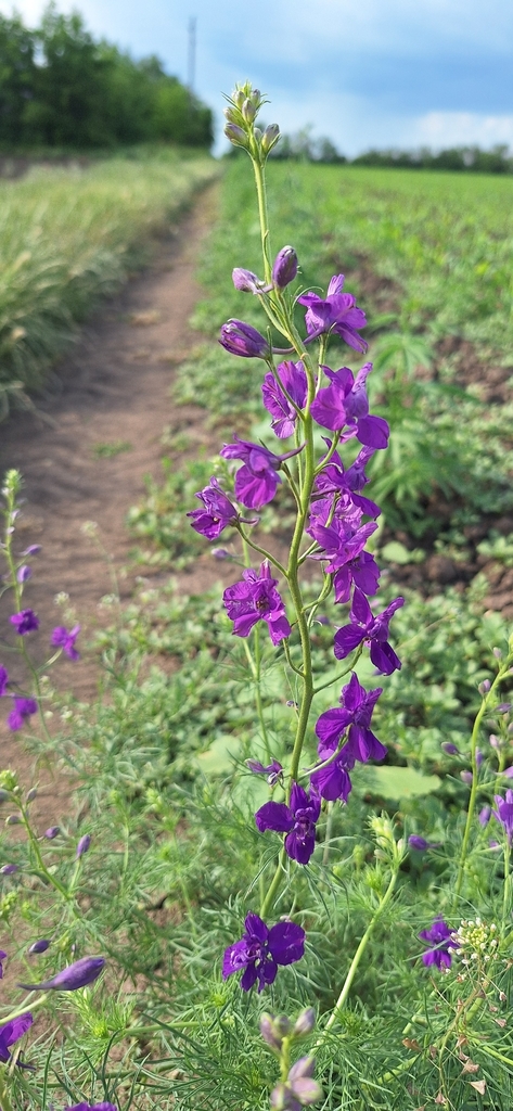 Eastern Larkspur