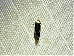 Stigmella resplendensella