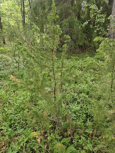 common juniper