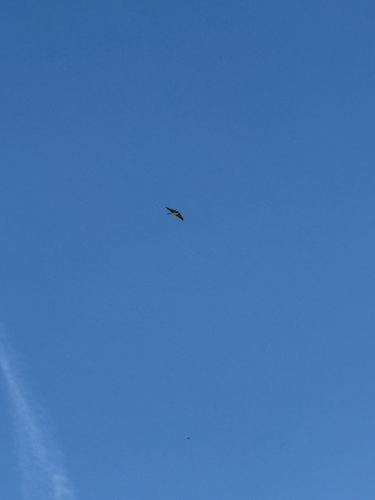 Western House Martin