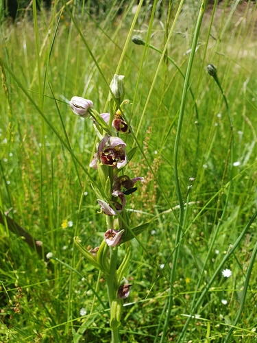 Bee Orchid