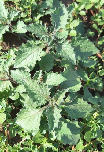 black nightshade