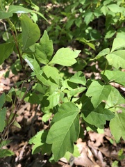 Toxicodendron pubescens