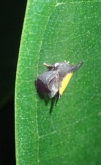 Enchenopa anseriformis