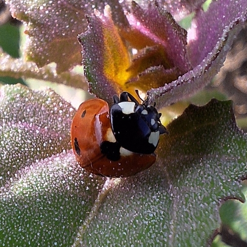 Seven-spotted Lady Beetle