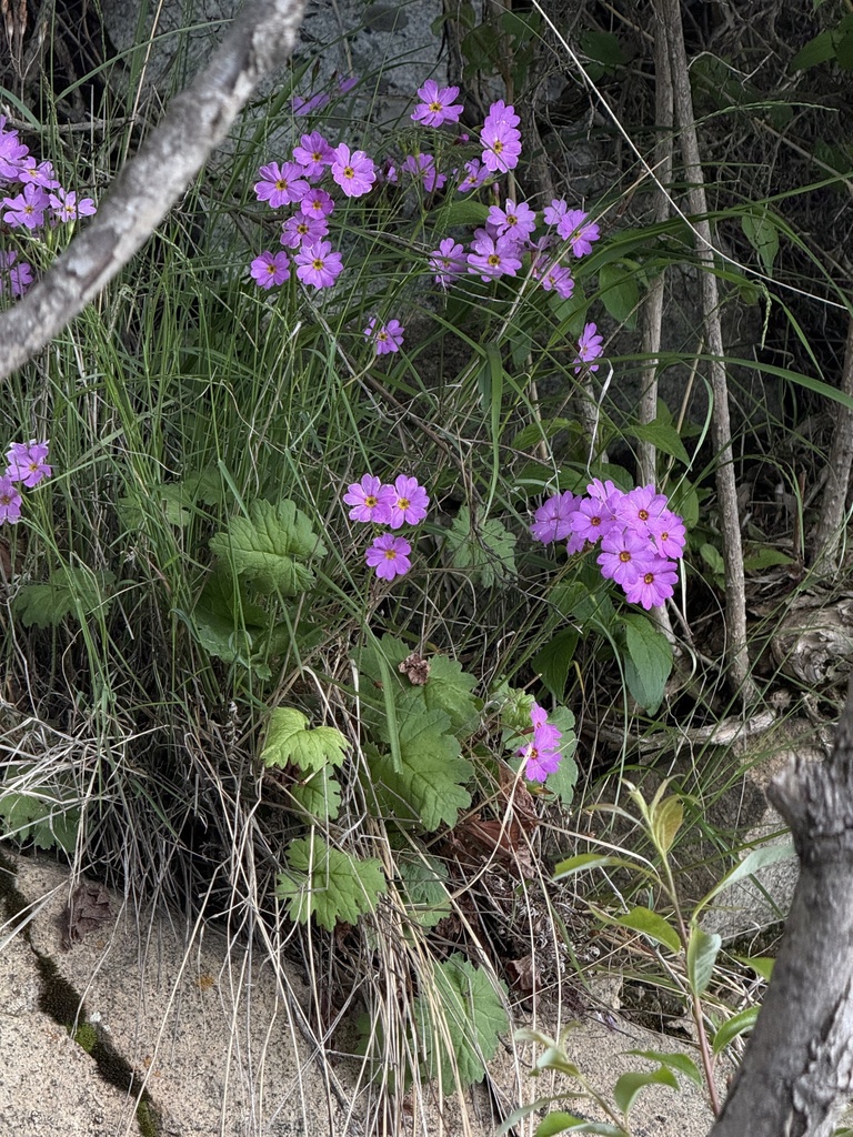 Primula saxatilis; photograph Jane Charlen, CC BY, iNaturalist via GBIF