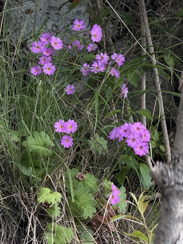 Primula saxatilis, photograph 1