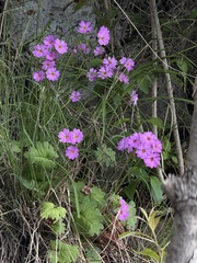 Jane Charlen, CC BY, iNaturalist via GBIF Primula saxatilis, photograph Jane Charlen, CC BY, iNaturalist via GBIF