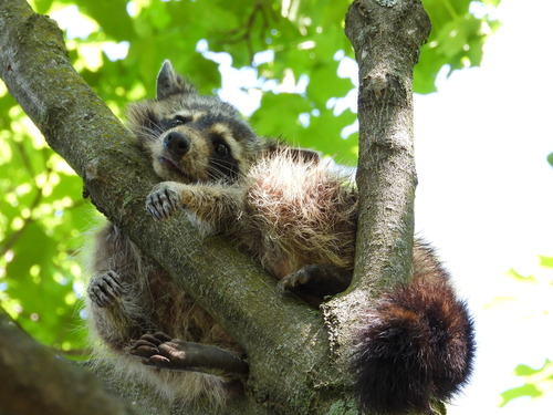 Common Raccoon photographed in Maryland