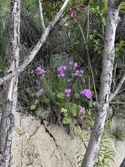 Jane Charlen, CC BY, iNaturalist via GBIF Primula saxatilis, photograph Jane Charlen, CC BY, iNaturalist via GBIF