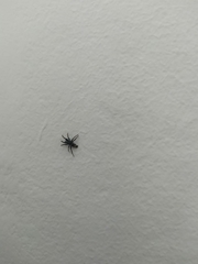Latonigena
