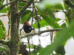 Machaeropterus deliciosus