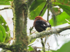 Machaeropterus deliciosus