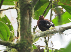 Machaeropterus deliciosus