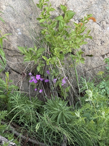 Primula saxatilis, photograph 3