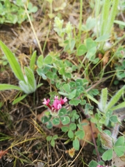 Trifolium pauciflorum