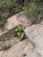 Primula saxatilis, photograph Jane Charlen, CC BY, iNaturalist via GBIF