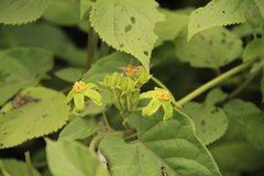 Gonolobus chloranthus