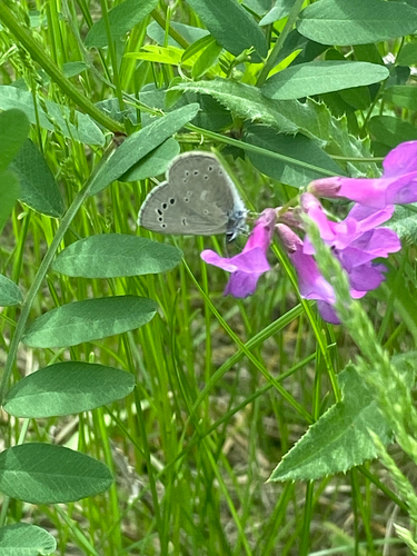 Silvery Blue