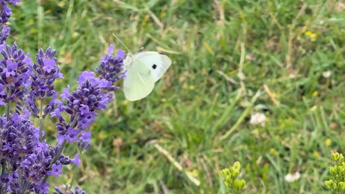Large White